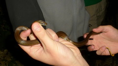 Saphenophis boursieri