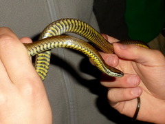 Saphenophis boursieri