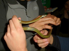 Saphenophis boursieri