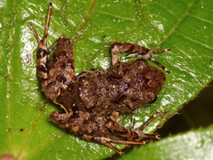 Pristimantis sirnigeli