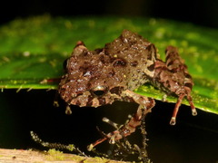 Pristimantis sirnigeli