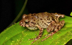 Pristimantis sirnigeli
