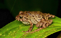 Pristimantis sirnigeli