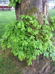 Aesculus hippocastanum