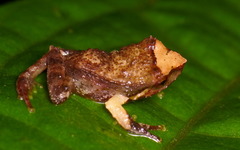 Pristimantis vertebralis