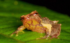 Pristimantis vertebralis