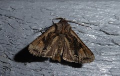 Ichneutica skelloni
