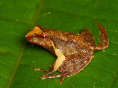 Pristimantis vertebralis