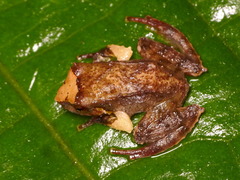 Pristimantis vertebralis