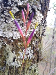 Tillandsia fuchsii