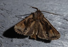 Ichneutica skelloni