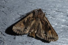 Ichneutica skelloni