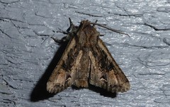 Ichneutica skelloni