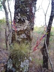 Tillandsia fuchsii