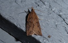 Planotortrix notophaea