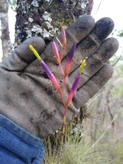 Tillandsia fuchsii