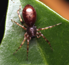 Battalus wallum