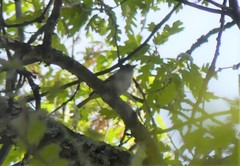 Vireo cassinii