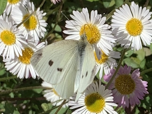 Small White photo 3