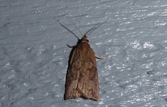 Planotortrix notophaea