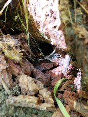 Plethodon glutinosus