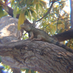 Iguana iguana