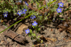 Nemophila pulchella