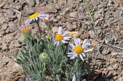 Erigeron poliospermus