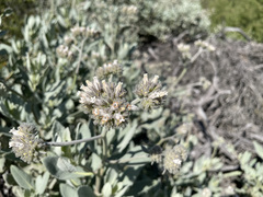 Eriodictyon traskiae