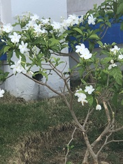 Tabernaemontaneae