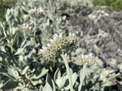 Eriodictyon traskiae