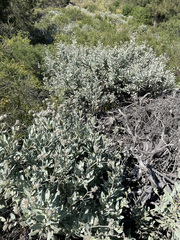 Eriodictyon traskiae