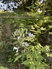 Cleome spinosa
