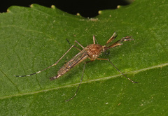 Aedes canadensis