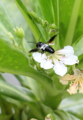 Megachile disjunctiformis
