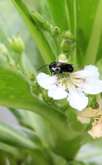 Megachile disjunctiformis