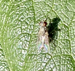 Diptera