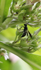 Anterhynchium flavomarginatum
