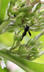 Anterhynchium flavomarginatum