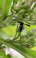 Anterhynchium flavomarginatum