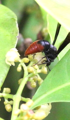 Anterhynchium mellyi