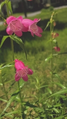 Penstemon roseus