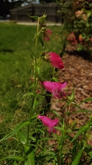 Penstemon roseus
