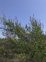 Ceanothus cyaneus