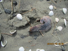 Atrina zelandica
