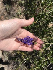 Ceanothus cyaneus