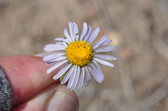 Erigeron poliospermus