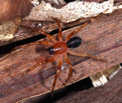 Leichhardteus