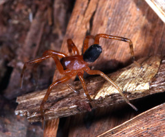Leichhardteus