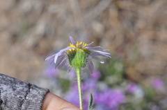 Erigeron poliospermus